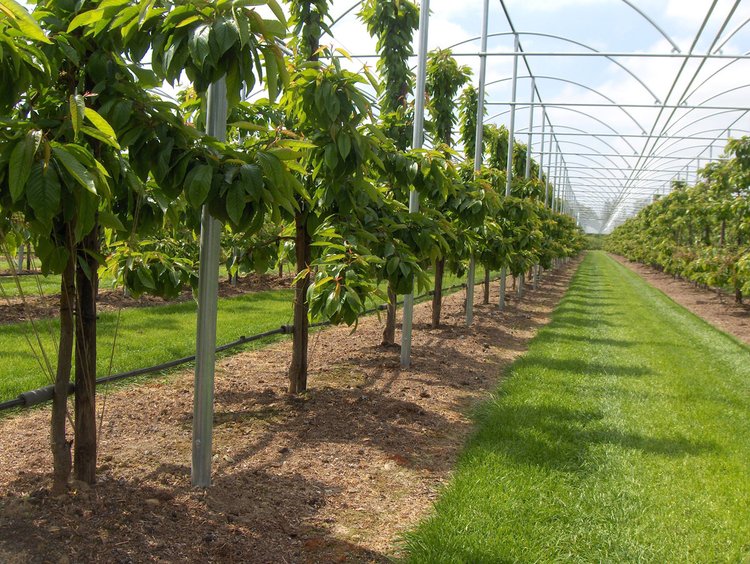 Rovero Regenkappen Oprolbaar dek