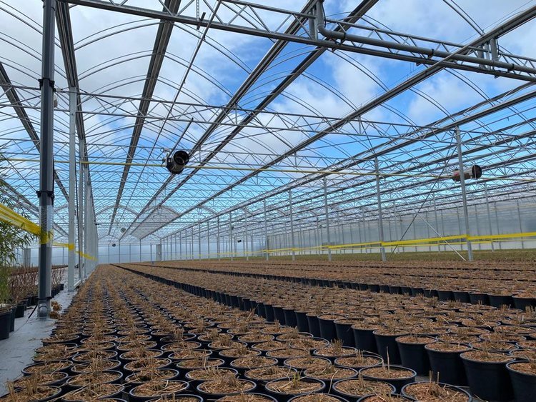 een kijkje in een kas